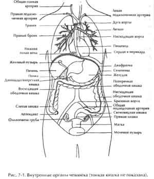 Схема расположения органов брюшной полости у женщин
