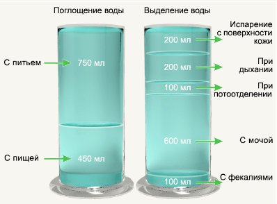 Таблица поглощения и выделения воды