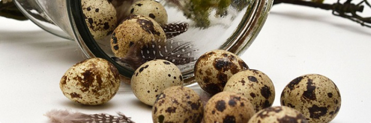 Перепелиные яйца: японское средство для красоты и здоровья