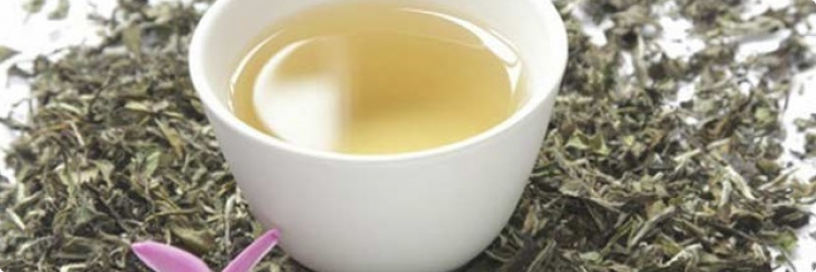 Белый чай: полезные свойства и противопоказания