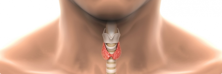 Узлы в щитовидной железе