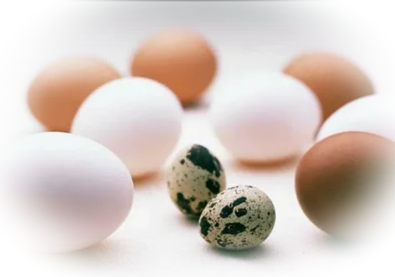 Куриные, перепелиные или утиные – какие яйца самые полезные?