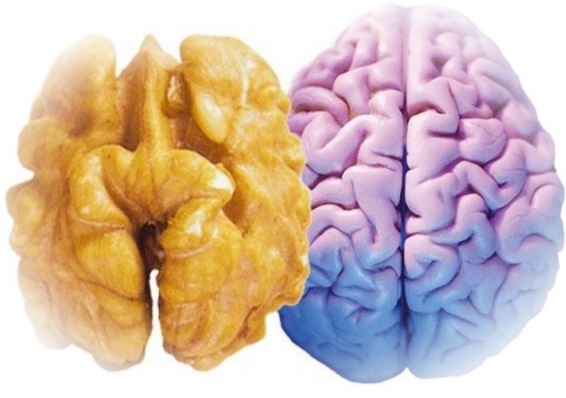 Влияние орехов на нервную систему