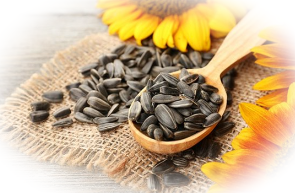 Семена подсолнуха – питательные вещества и лечебные свойства