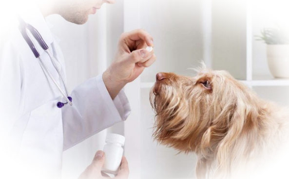 Особенности применения ветеринарных препаратов