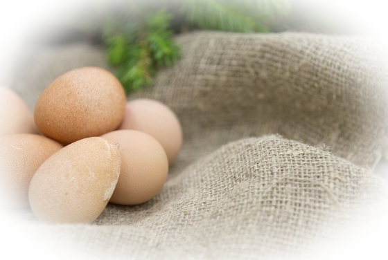 Яйца цесарки: польза и вред