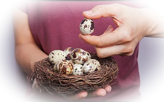 Скорлупа перепелиных яиц: польза, как принимать?