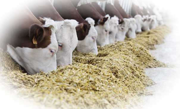 Дрожжевые пробиотики для сельскохозяйственных животных