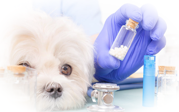 Ветеринарные препараты - аспекты применения