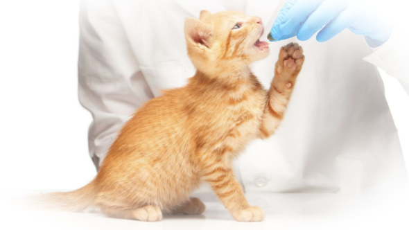 Ветеринарные препараты -что к ним относится?