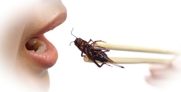 Энтомофагия (поедание насекомых) - что стоит знать?