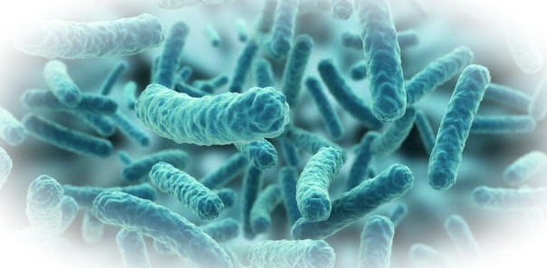 Роль молочнокислых бактерий