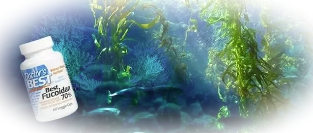 Фукоидан — сила природы, скрытая в водорослях