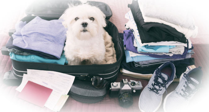 Путешествия с домашними питомцами