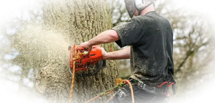 выбор профессионального арбориста для обслуживания деревьев