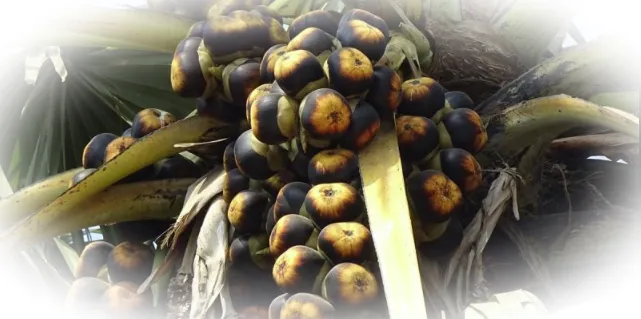 О пользе плодов сахарной пальмы