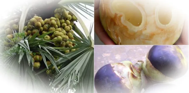 Преимущества плодов сахарной пальмы