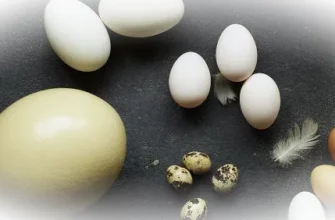 Яйца: виды и советы по выбору