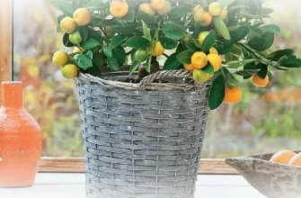 Можно ли вырастить мандариновое дерево в домашних условиях?