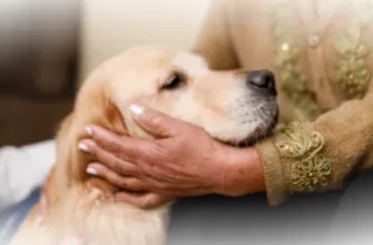 Воздействие собак на пожилых людей: защита от деменции