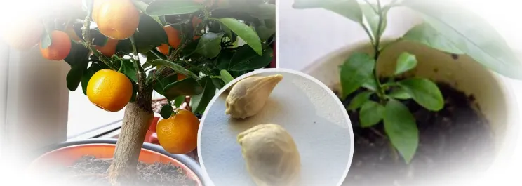 Выращивание мандарина из косточки