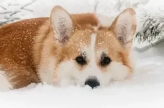 Корги пемброк: зимние игры в снегу