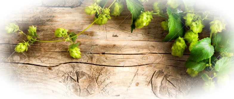 Полезные свойства хмеля