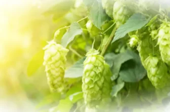 Хмель – сорняк или полезное растение?