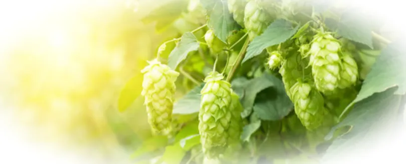 Хмель – сорняк или полезное растение?