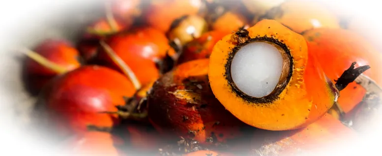 Способы применения масла тукумы