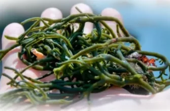 Морской мох: удивительный мир подводной флоры