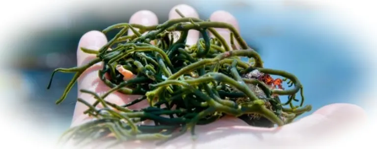 Морской мох: удивительный мир подводной флоры