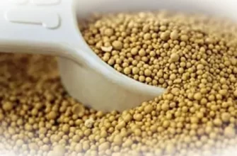 Пивные дрожжи: микроорганизмы, которые делают пиво