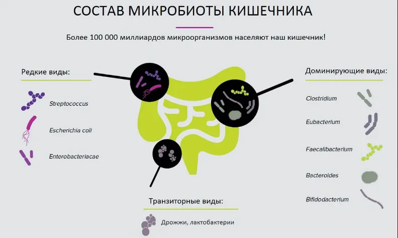 состав микробиоты кишечника