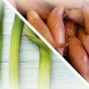 Лук-шалот – чем он отличается от обычного репчатого лука?