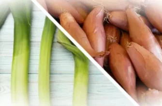 Лук-шалот – чем он отличается от обычного репчатого лука?