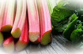 Ревень — фрукт или овощ? Целебные свойства ревеня