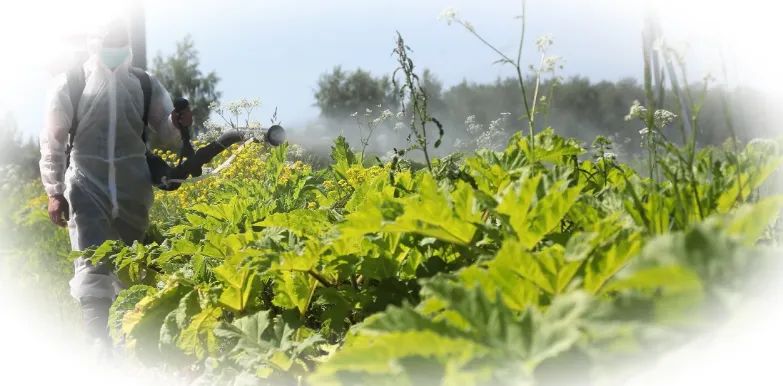 Кто отвечает за уничтожение борщевика?