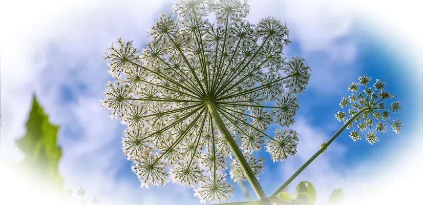 Чем опасен борщевик: меры предосторожности