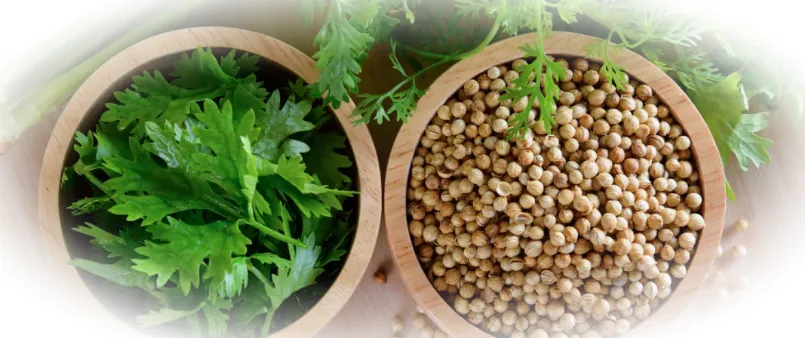 Применение кориандра в кулинарии