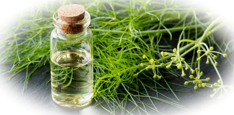 Эфирное масло фенхеля