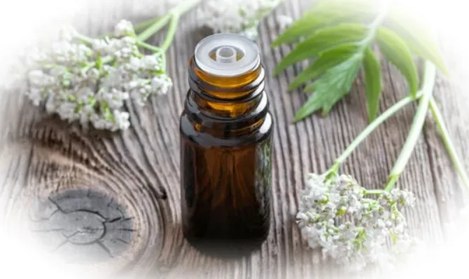 Свойства эфирного масла валерианы