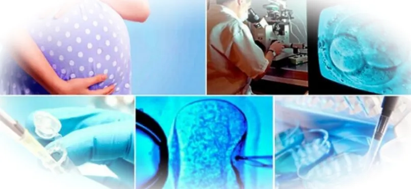 Очная беседа с эмбриологом