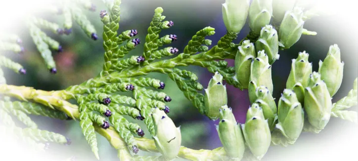 Способы применения эфирного масла туи