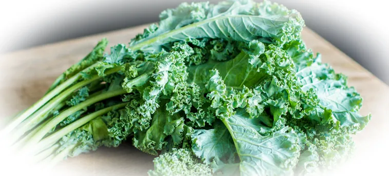 капуста кале