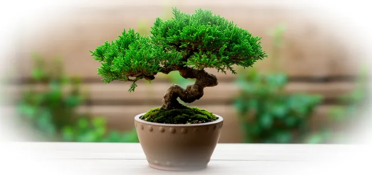 Бонсай: дерево на подносе