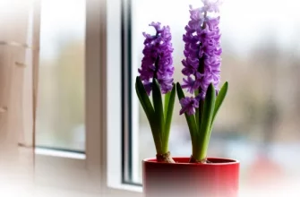 Цветотерапия на подоконнике: как весенние первоцветы спасают от зимней хандры
