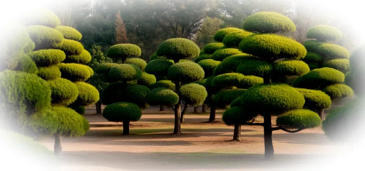 Ниваки: садовое дерево-философ