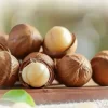 Макадамия: польза, вред и применение
