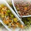 Польза пророщенных зёрен в рационе
